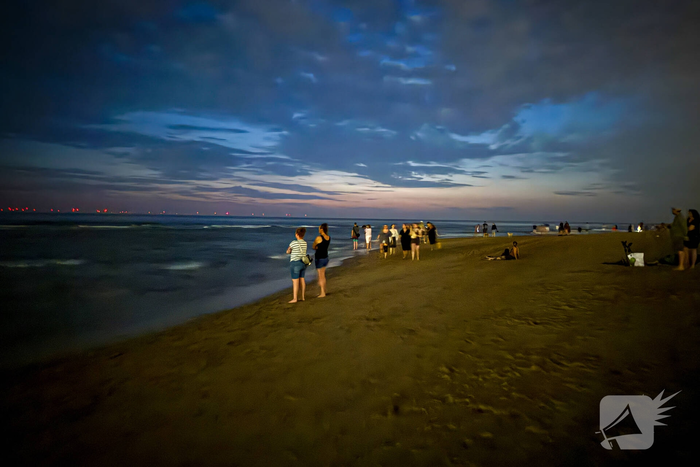 Vele strandgangers op de loer voor zeevonk