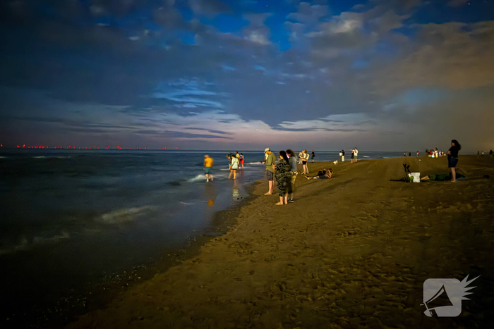 Vele strandgangers op de loer voor zeevonk