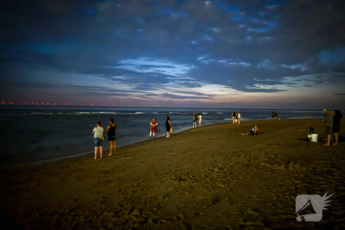 Vele strandgangers op de loer voor zeevonk