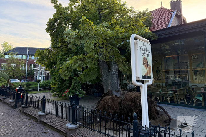 Grote boom valt op terras van cafe