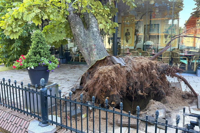 Grote boom valt op terras van cafe