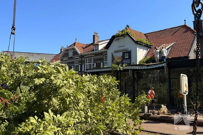 Grote boom valt op terras van cafe