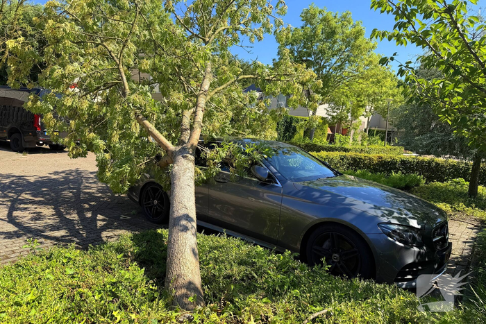 Boom valt op geparkeerde auto