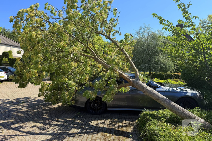 Boom valt op geparkeerde auto