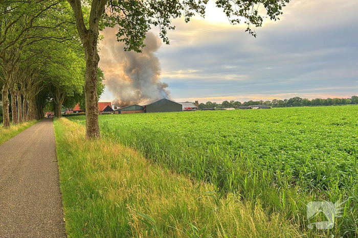 Brand in koeienstal leidt tot aanzienlijke schade