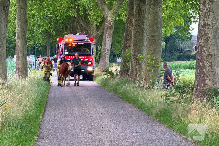 Brand in koeienstal leidt tot aanzienlijke schade