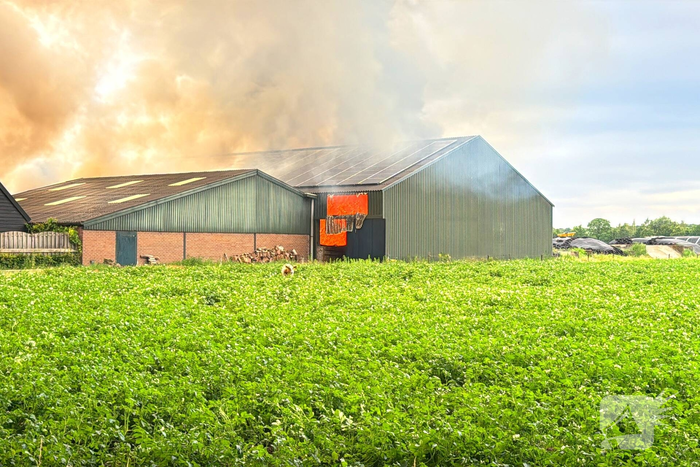 Brand in koeienstal leidt tot aanzienlijke schade