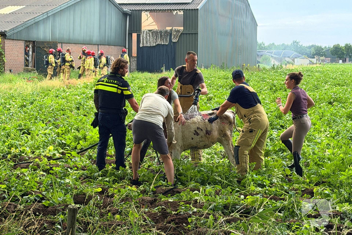 Brand in koeienstal leidt tot aanzienlijke schade
