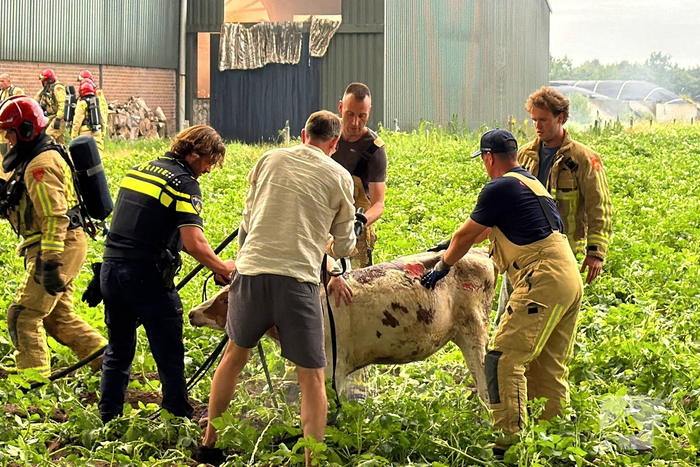 Brand in koeienstal leidt tot aanzienlijke schade