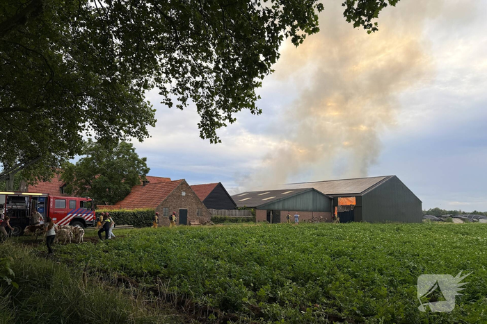 Brand in koeienstal leidt tot aanzienlijke schade