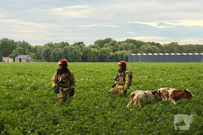 Brand in koeienstal leidt tot aanzienlijke schade