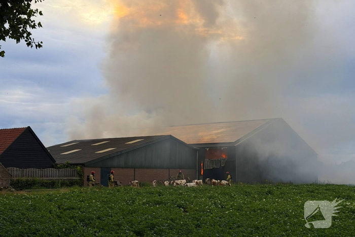 Brand in koeienstal leidt tot aanzienlijke schade