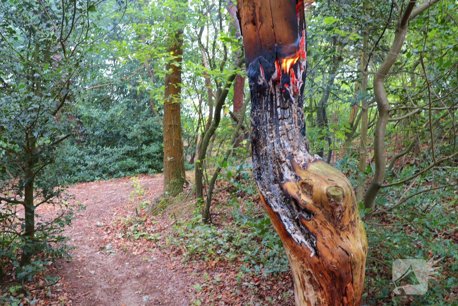 Brand in bosgebied zorgt voor snelle inzet brandweer