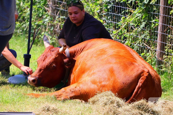 Dierenredding trekt veel bekijks op natuurboerderij