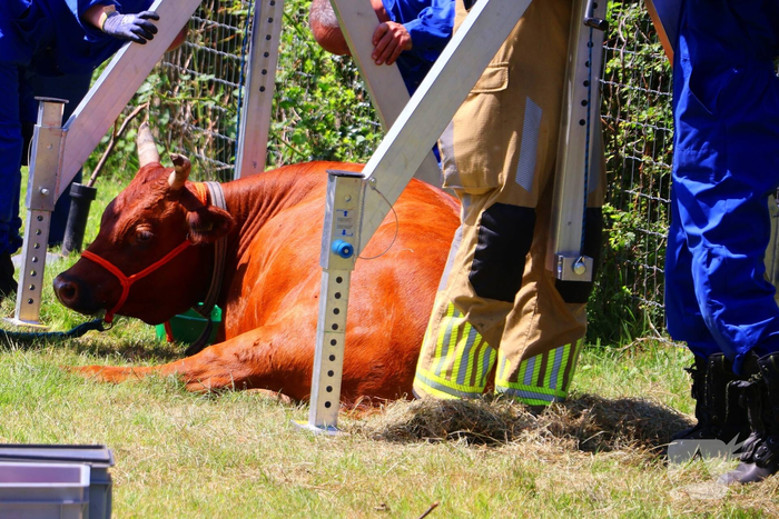 Dierenredding trekt veel bekijks op natuurboerderij