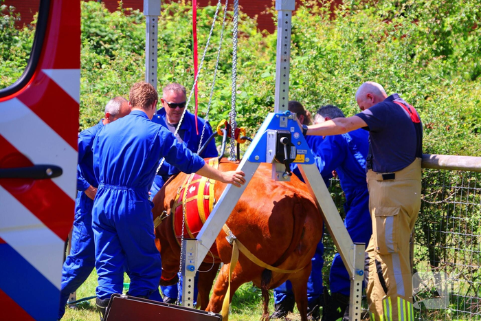 Dierenredding trekt veel bekijks op natuurboerderij