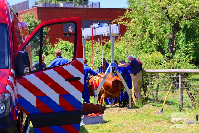 Dierenredding trekt veel bekijks op natuurboerderij