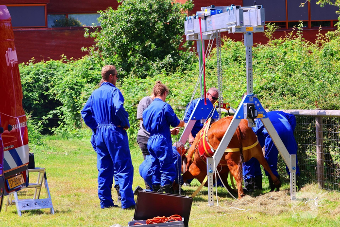 Dierenredding trekt veel bekijks op natuurboerderij