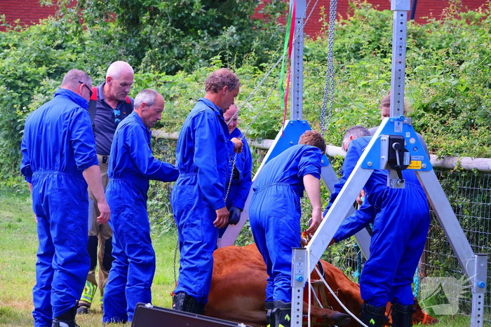 Dierenredding trekt veel bekijks op natuurboerderij