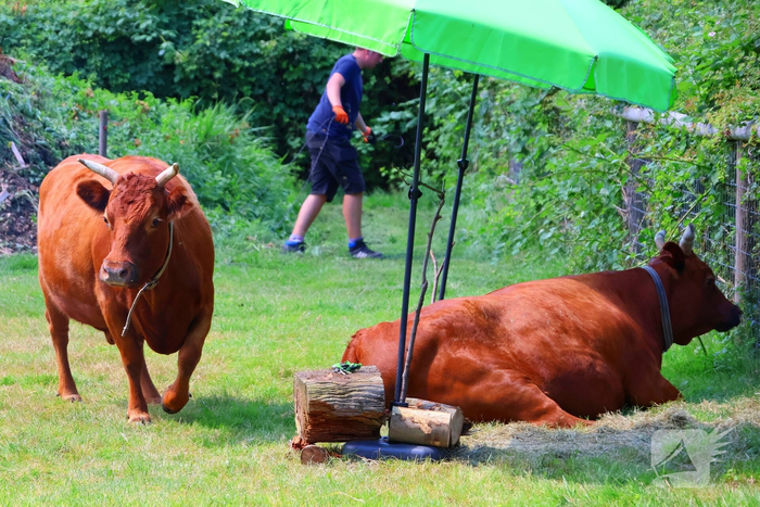 Dierenredding trekt veel bekijks op natuurboerderij