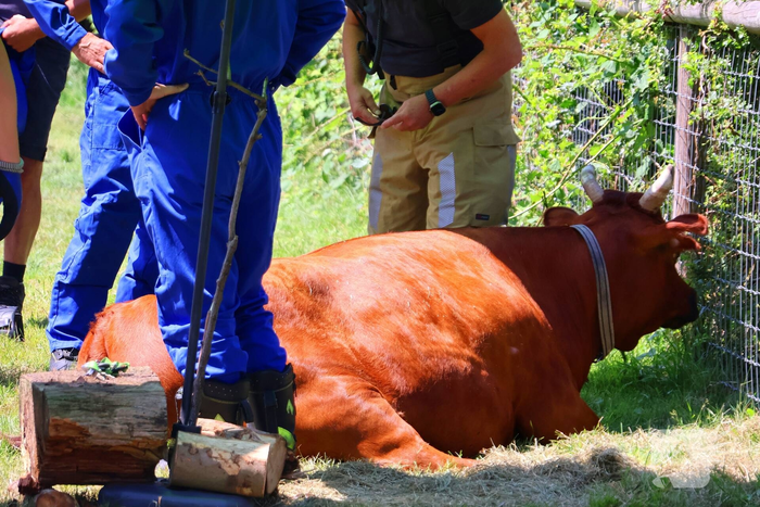 Dierenredding trekt veel bekijks op natuurboerderij