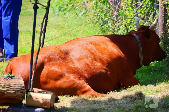 Dierenredding trekt veel bekijks op natuurboerderij