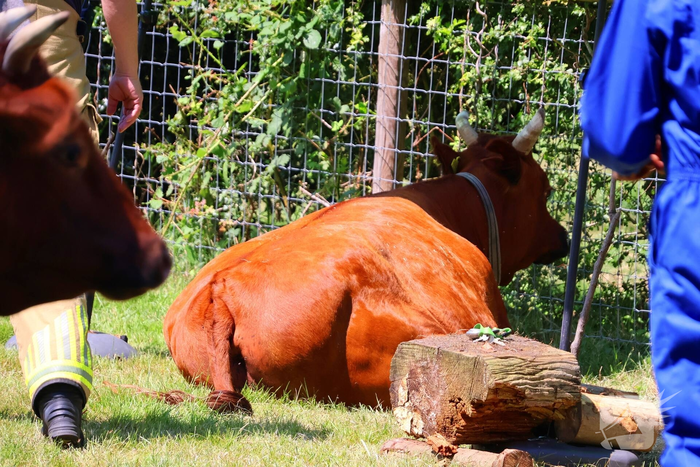 Dierenredding trekt veel bekijks op natuurboerderij