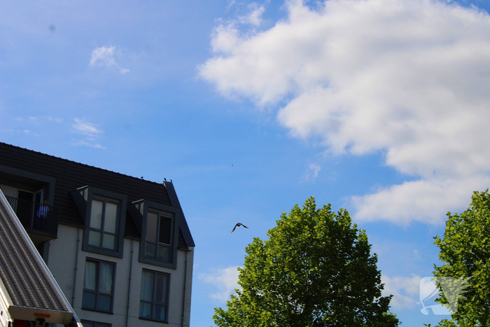 Brandweer redt vogel uit benarde positie