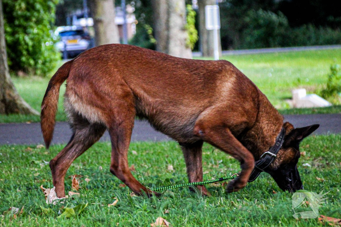 Man neergeschoten tijdens achtervolging door politie