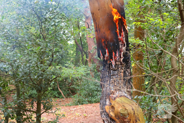 Brand in bosgebied zorgt voor snelle inzet brandweer