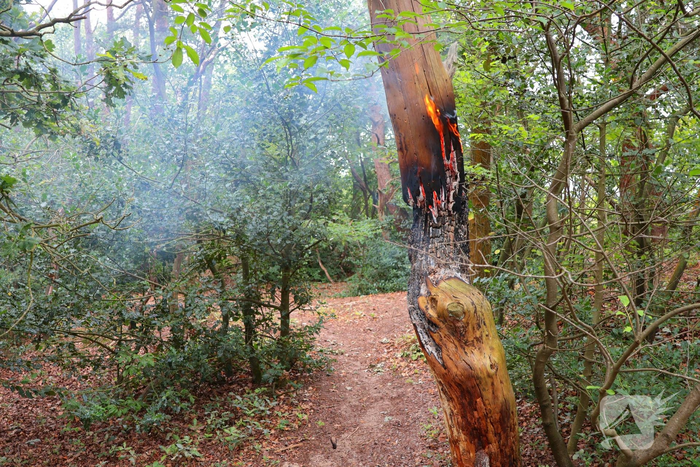Brand in bosgebied zorgt voor snelle inzet brandweer