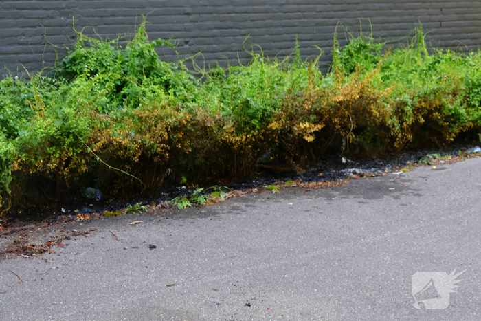 Brandweer dooft brand in bosschages