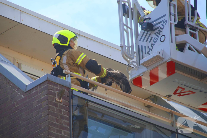 Jonge meeuw door brandweer van balkon gered