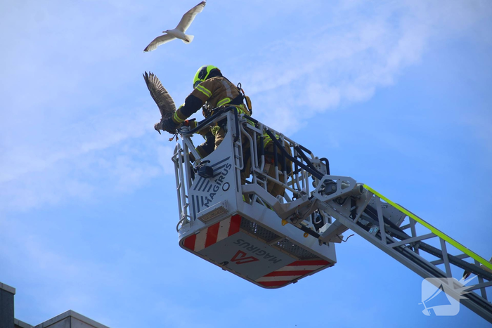 Jonge meeuw door brandweer van balkon gered