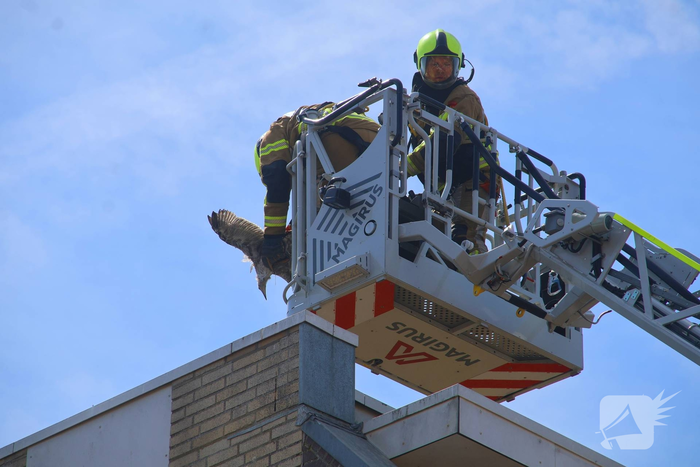 Jonge meeuw door brandweer van balkon gered