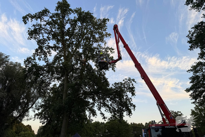 Brandweer verwijdert gevaarlijke tak