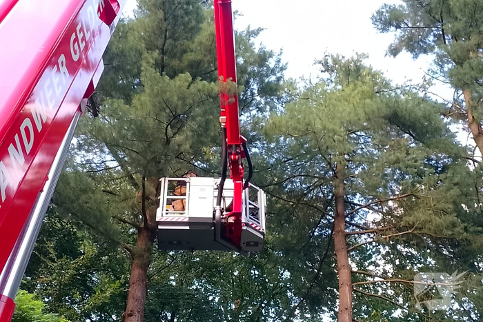 Kat na anderhalve week uit boom bevrijdt