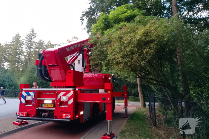 Kat na anderhalve week uit boom bevrijdt