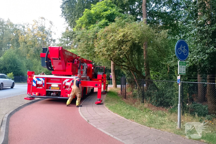 Kat na anderhalve week uit boom bevrijdt