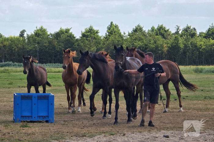 Opnieuw paard voor langere tijd vast in sloot
