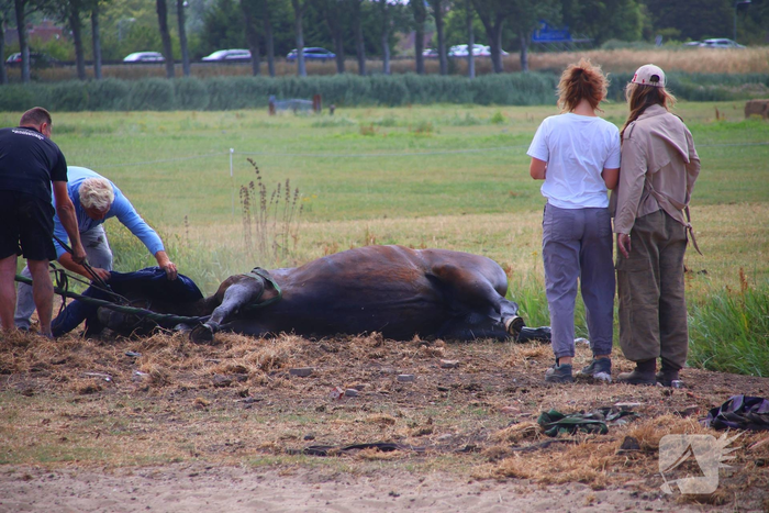 Opnieuw paard voor langere tijd vast in sloot