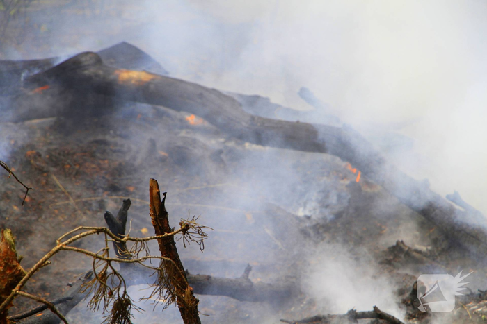 Buitenbrand in bosgebied vereist inzet van brandweer