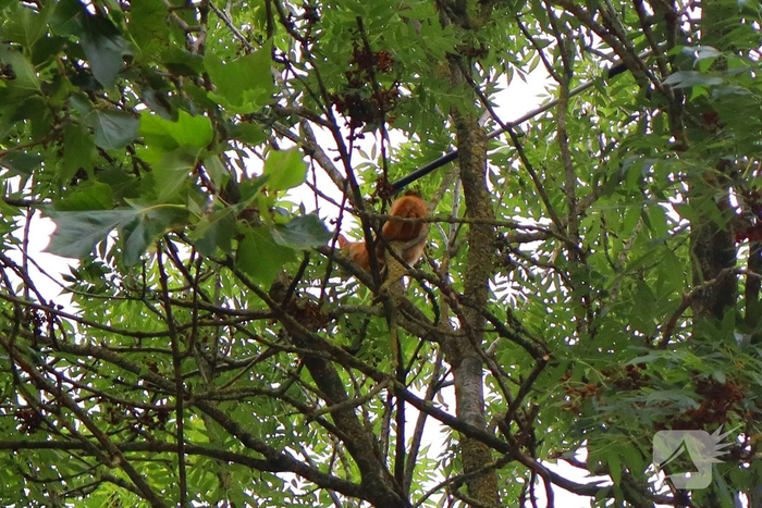 Brandweer redt vastzittende kat uit boom