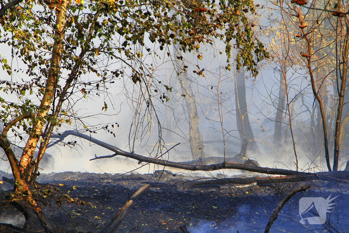 Grote brand in bosgebied vergt inzet van brandweer