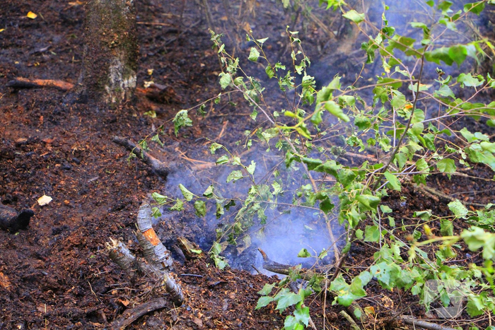 Derde brand in bosgebied binnen enkele dagen