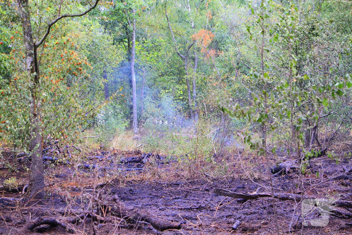 Derde brand in bosgebied binnen enkele dagen