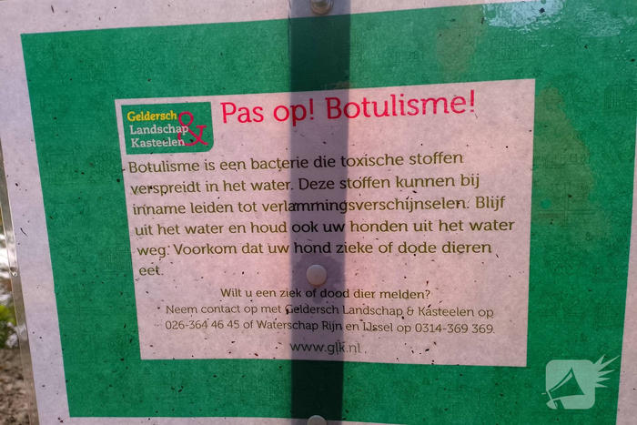 Zwaan overleden in water met Botulisme