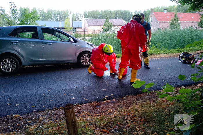 Zwaan overleden in water met Botulisme