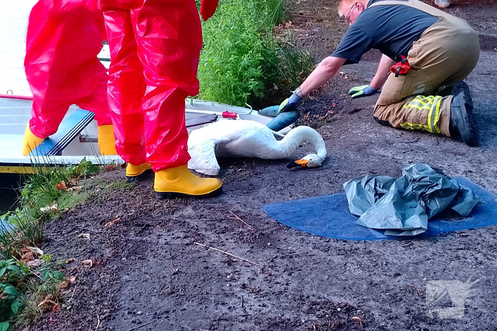 Zwaan overleden in water met Botulisme