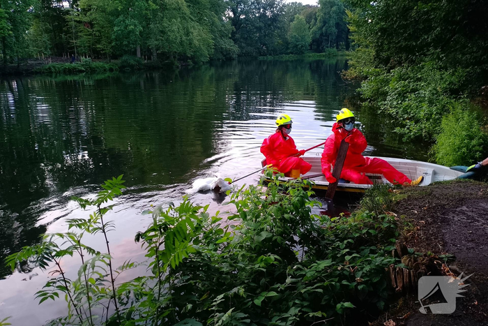Zwaan overleden in water met Botulisme